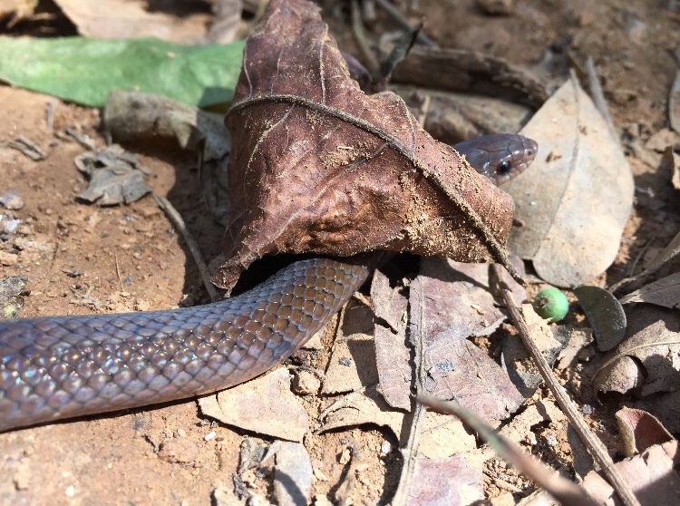 Stenorrhina degenhardtii image