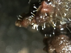 Sphaerostilbella aurifila