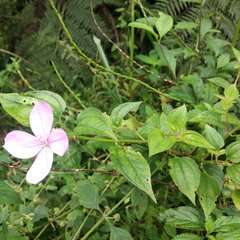 Arthrostemma ciliatum