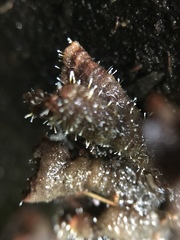 Sphaerostilbella aurifila