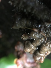 Sphaerostilbella aurifila