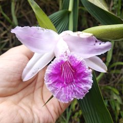 Sobralia rosea