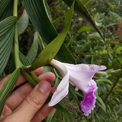 Sobralia rosea