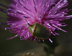 Piezodorus guildinii