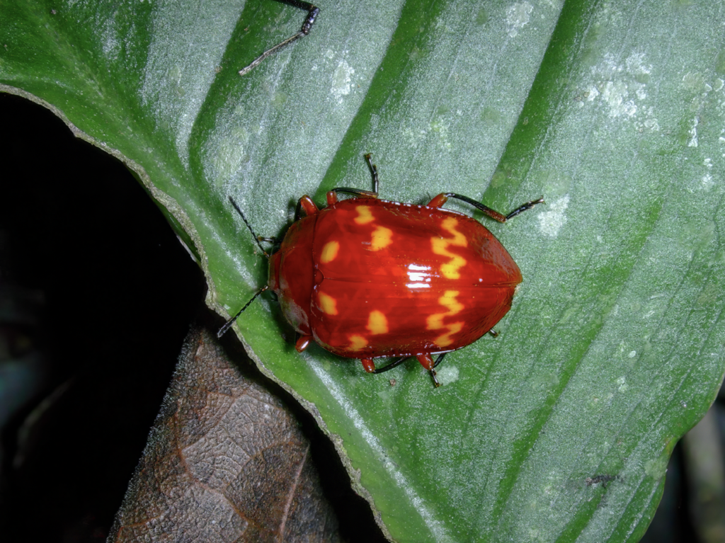 Erotylus peregrinus