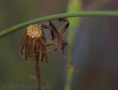 Leptoglossus concaviusculus