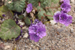 Phacelia calthifolia