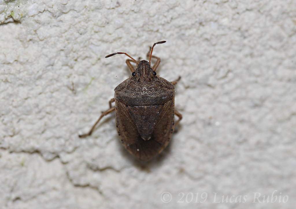 Oenopiella