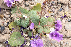 Phacelia calthifolia