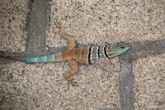 Petrosaurus thalassinus