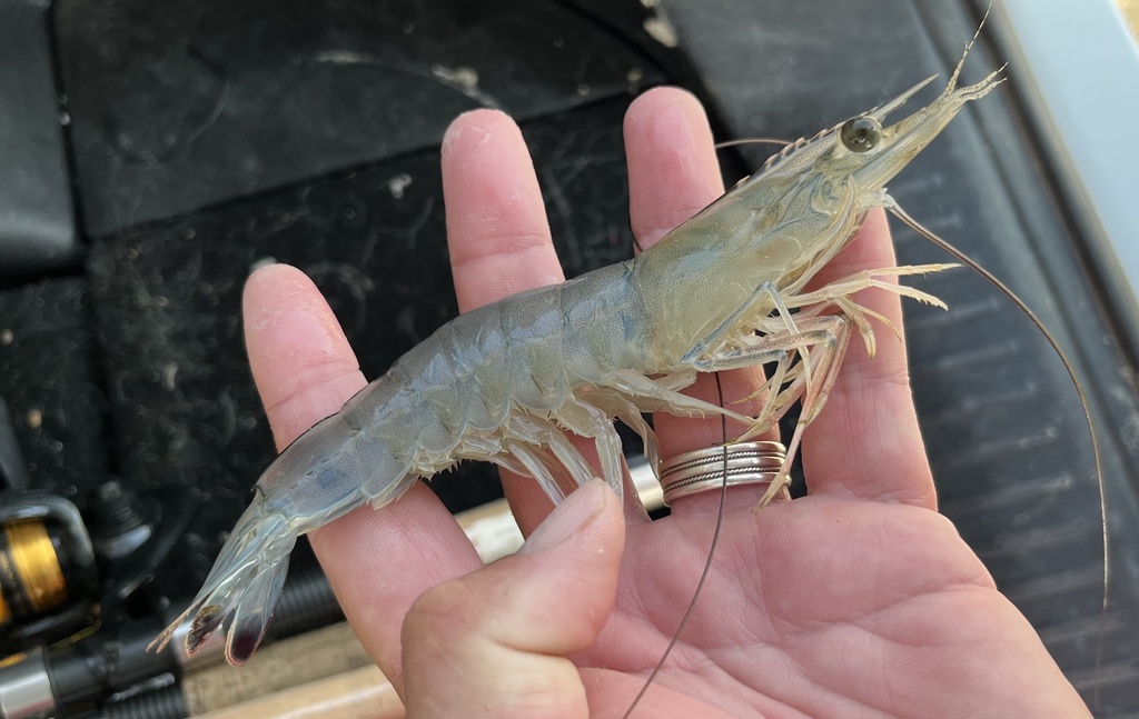 Northern White Shrimp from Mustang Island, Corpus Christi, TX, US on
