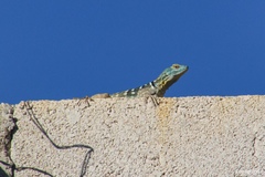 Petrosaurus thalassinus