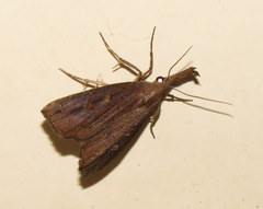 Hypena subvittalis