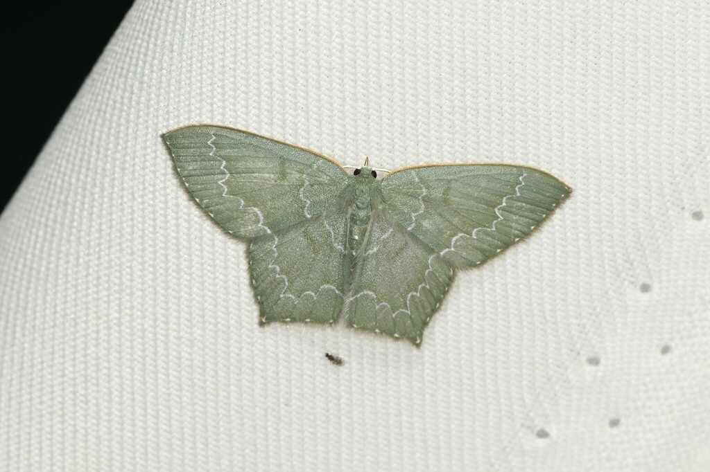 Jodis argentilineata