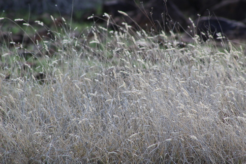 tobosagrass (Pleuraphis mutica)