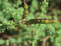 Adenocarpus foliolosus image