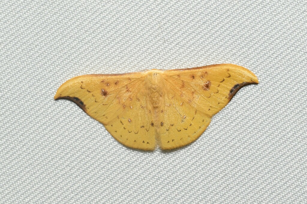 Tridrepana arikana