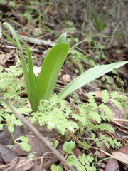 Fritillaria biflora biflora