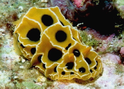 Reticulidia suzanneae — seen at this dive site