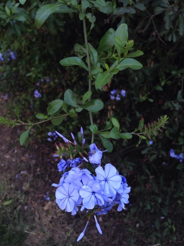 Plumbago auriculata