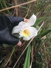 Sobralia virginalis