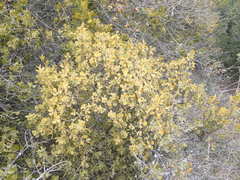 Phoradendron leucarpum tomentosum