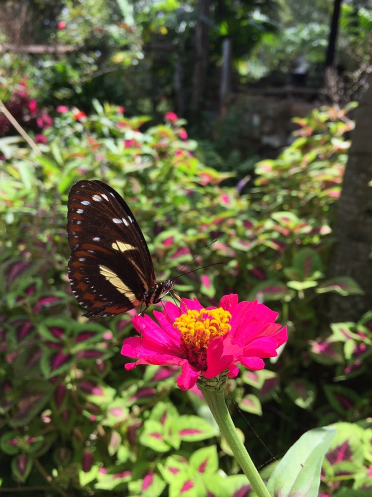 Heliconius atthis image