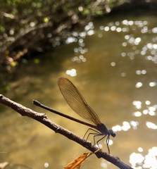 Hetaerina rosea