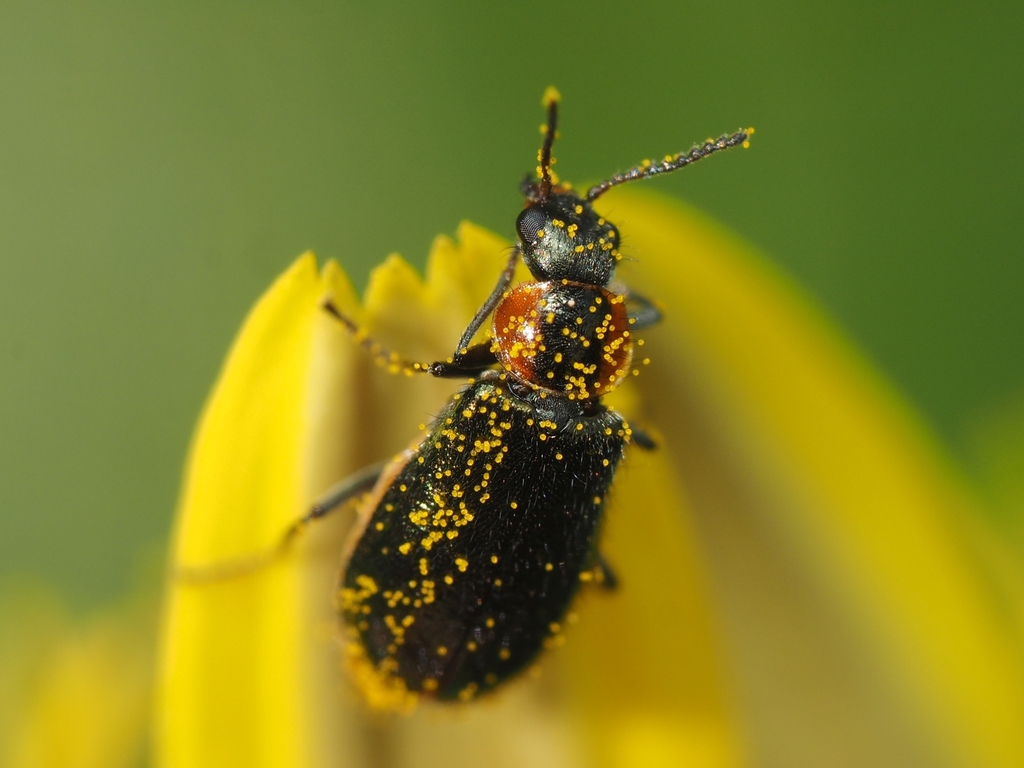 Attalus aetnensis