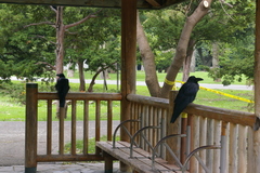 Corvus macrorhynchos