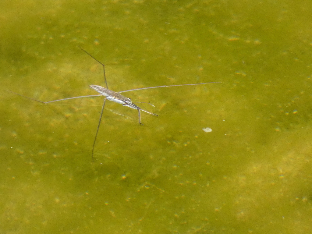 Aquarius paludum paludum from Province of Piacenza, Italy on July 23