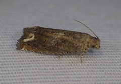 Epiblema abruptana