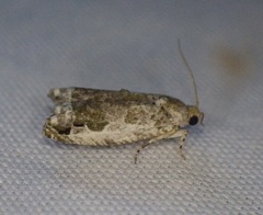 Proteoteras naracana