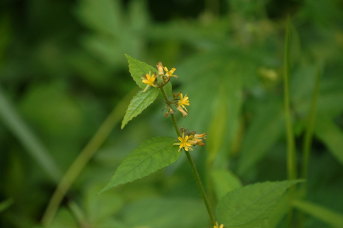 Triumfetta japonica iNat (2)