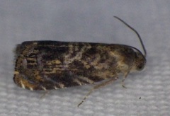 Grapholita prunivora