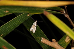 Metacosmesis laxeuta