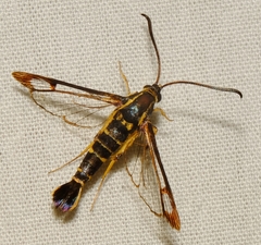 Synanthedon