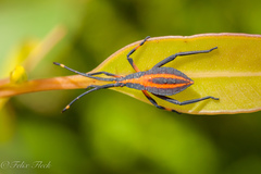 Amorbus bispinus