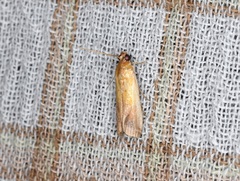 Piesmopoda semilutea