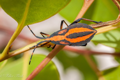 Amorbus bispinus
