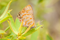 Hypochrysops ignitus