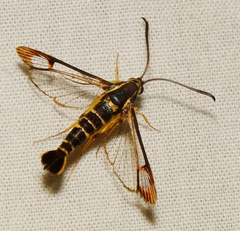 Synanthedon arkansasensis