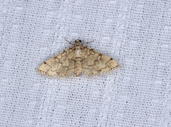 Lamprosema tampiusalis