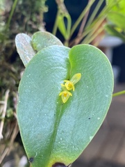 Pleurothallis phyllocardioides image