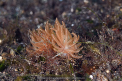 Phyllodesmium