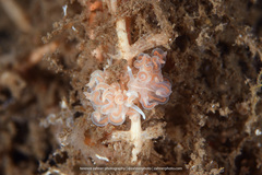 Phyllodesmium