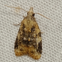 Platynota exasperatana