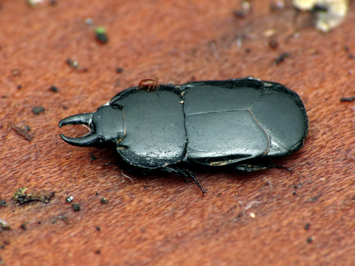 Hololepta aequalis photo 4