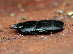Hololepta aequalis