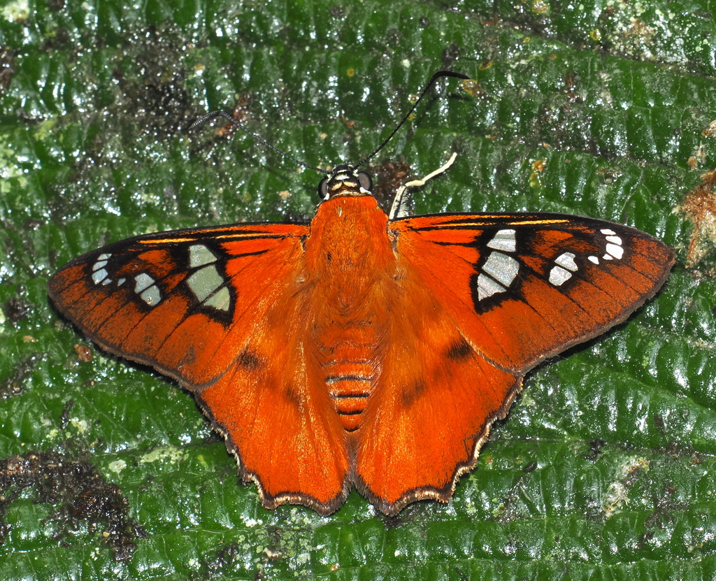 Myscelus perissodora